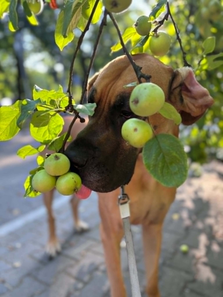 Hela - Stowarzyszenie Dogi Adopcje