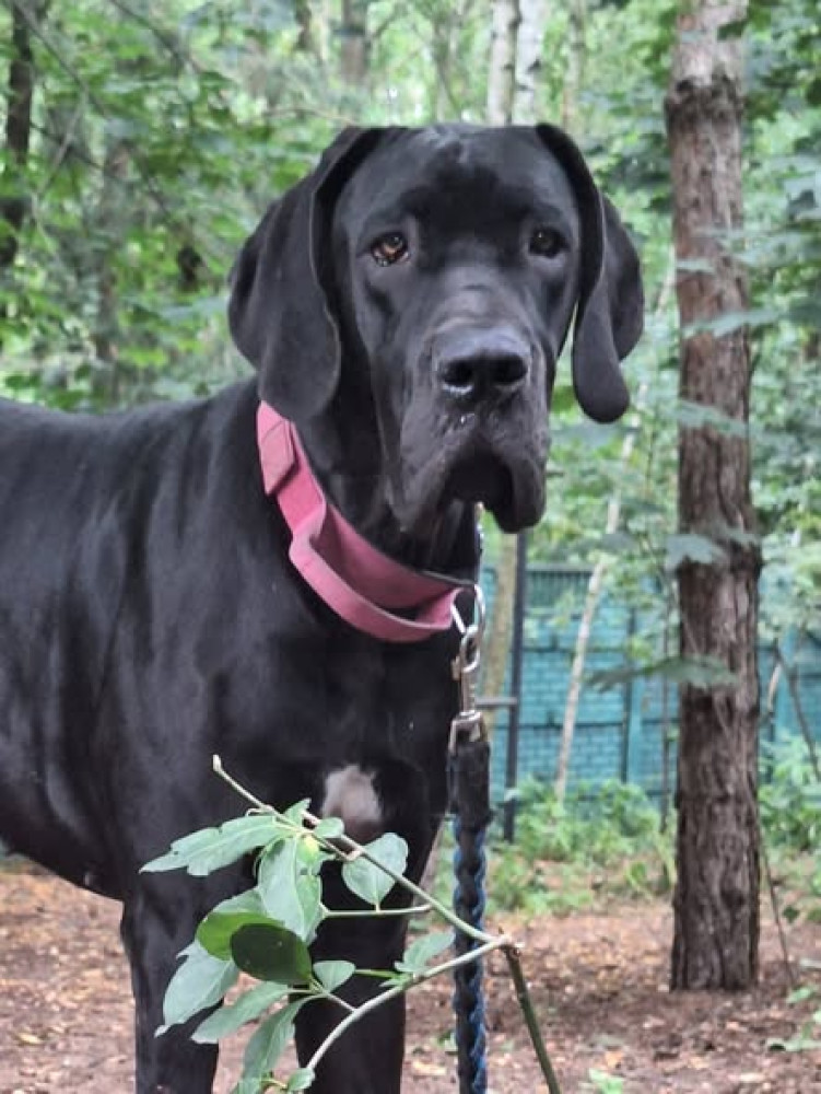 Whiskey - Stowarzyszenie Dogi Adopcje